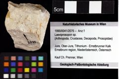 Foto (Objket + Etiketten) von Laeviprosopon sp. 